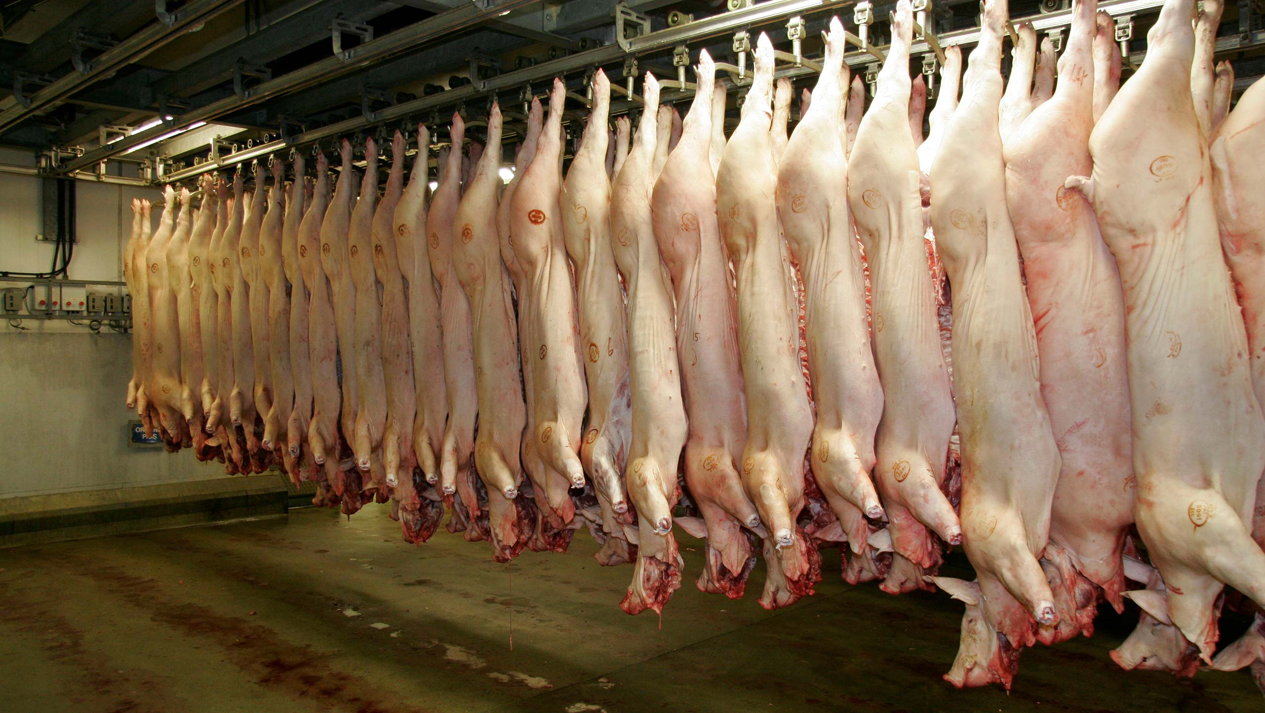 Abattoir Product Liability Insurance: Complete Guide for Meat Processing Facilities