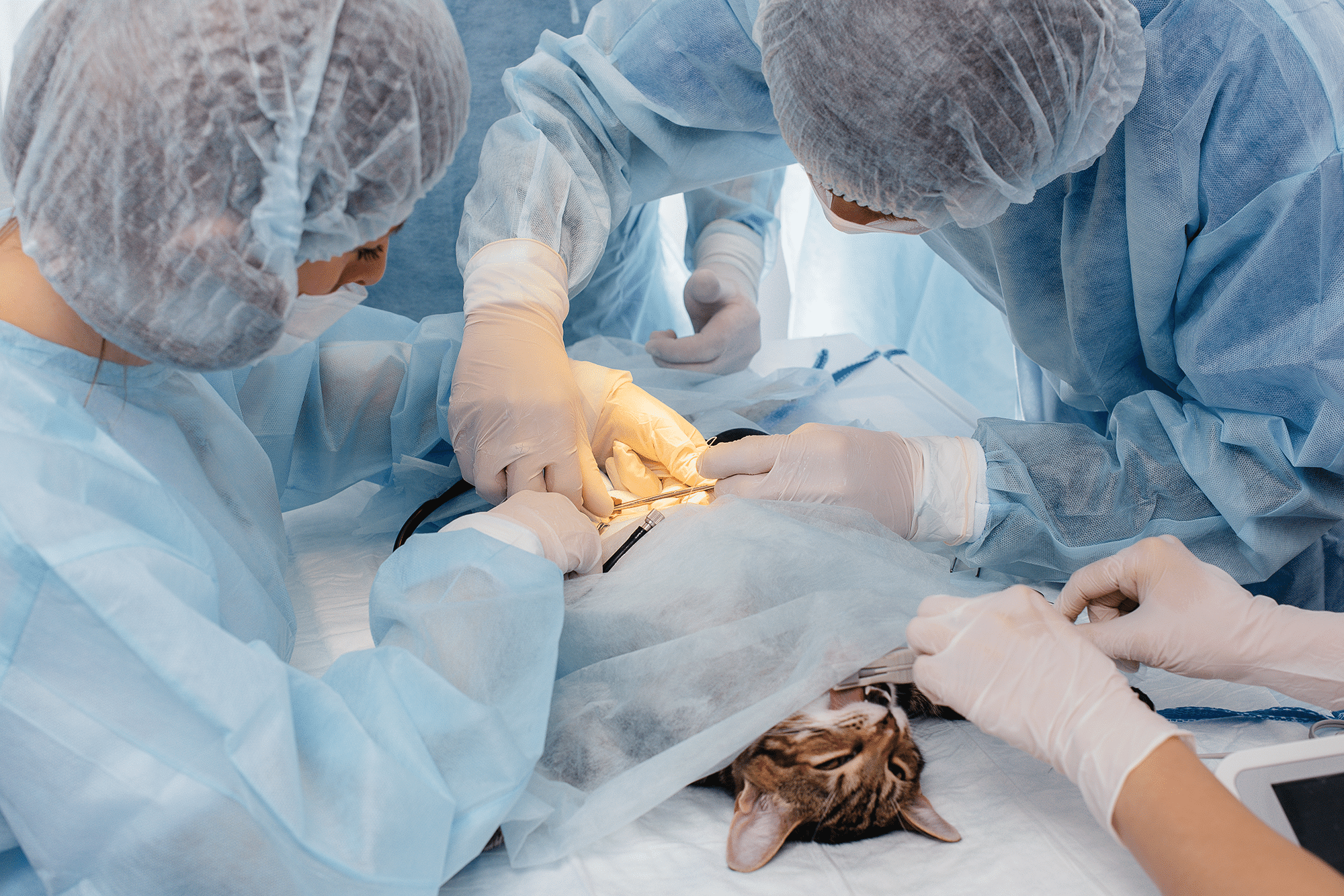 Veterinary Surgery Regulatory Insurance: Professional Protection for Veterinary Practices